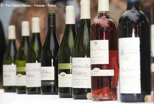 Dégustation vin Hérault