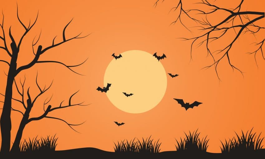 At afternoon bat flying scenery silhouette with orange backgrounds