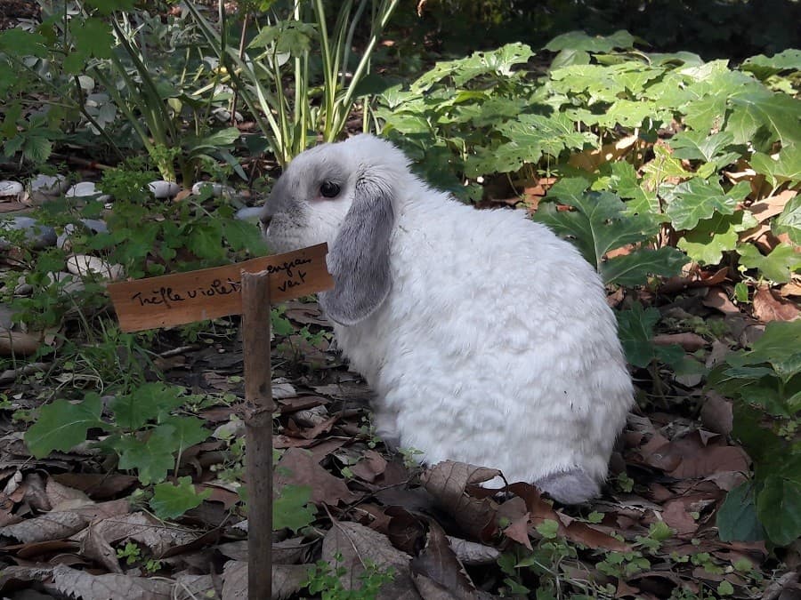 jardin de la reine  asso sauvons le jardin de la reine