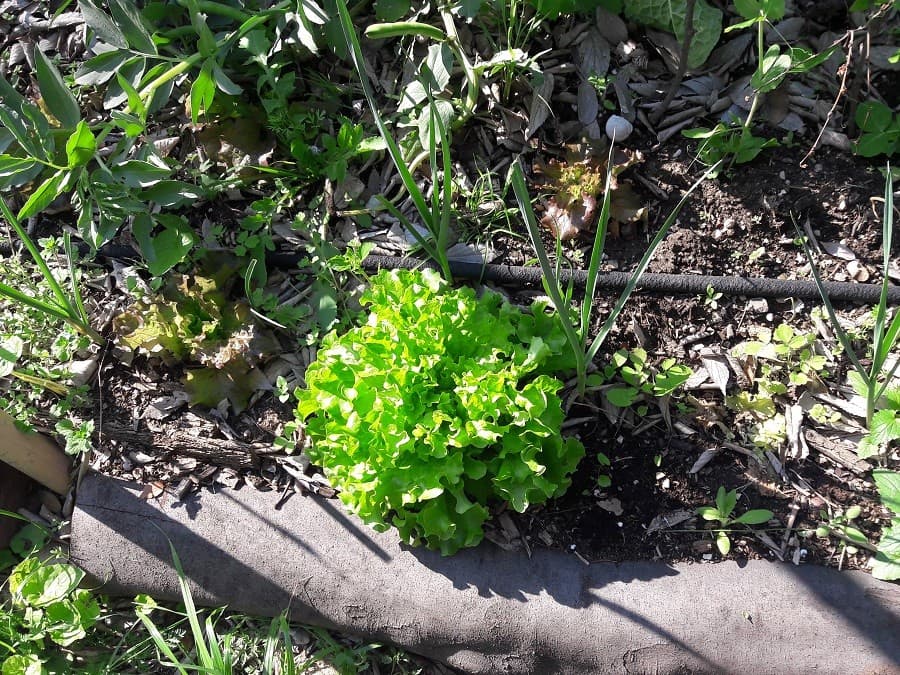 jardin de la reine balade montpellier
