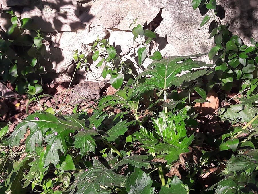 jardin de la reine  verdure montpellier