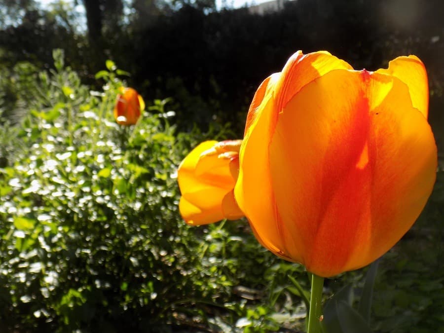 jardin de la reine  parc montpellier