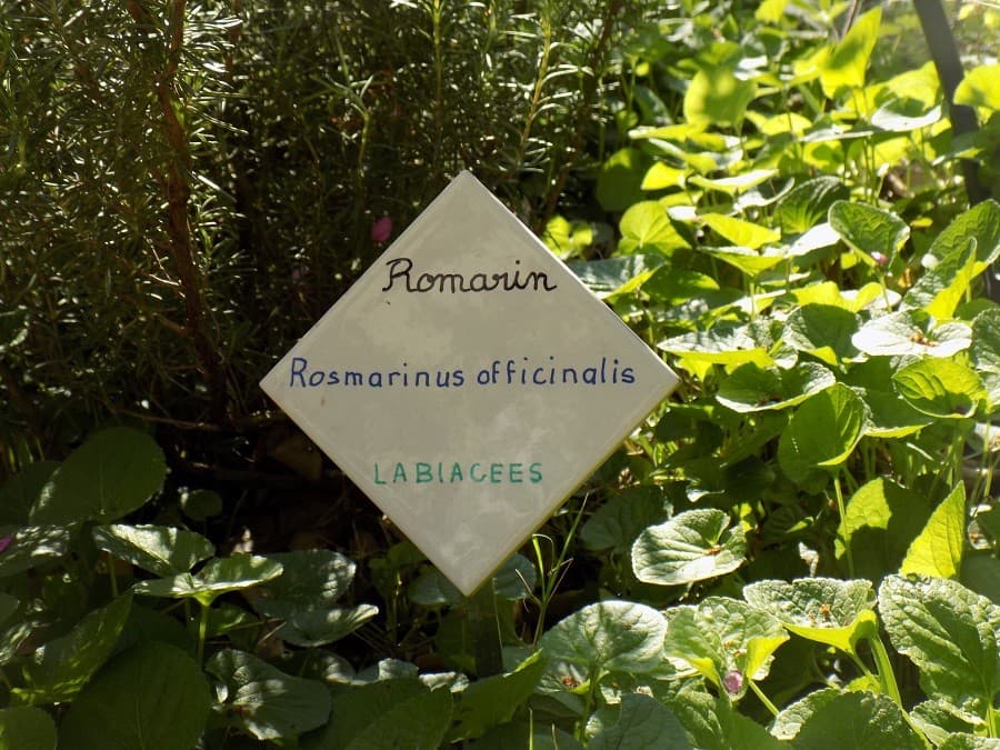 jardin de la reine  que voir dans l'ecusson montpellier