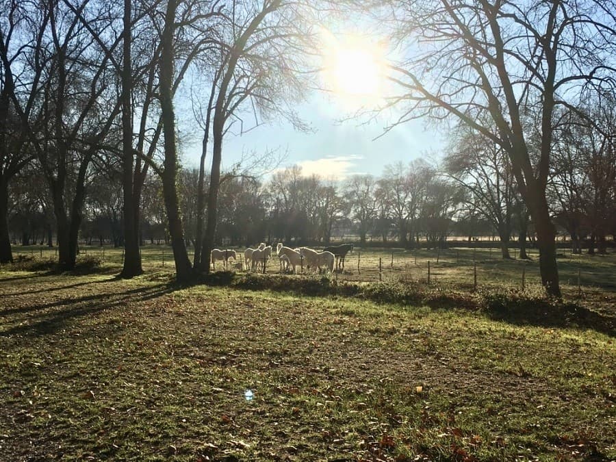 gite de luxe hotel de charme manade camarguaise sud de france