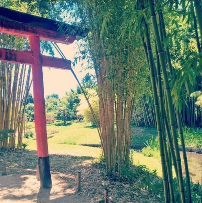jardin botanique bambou 