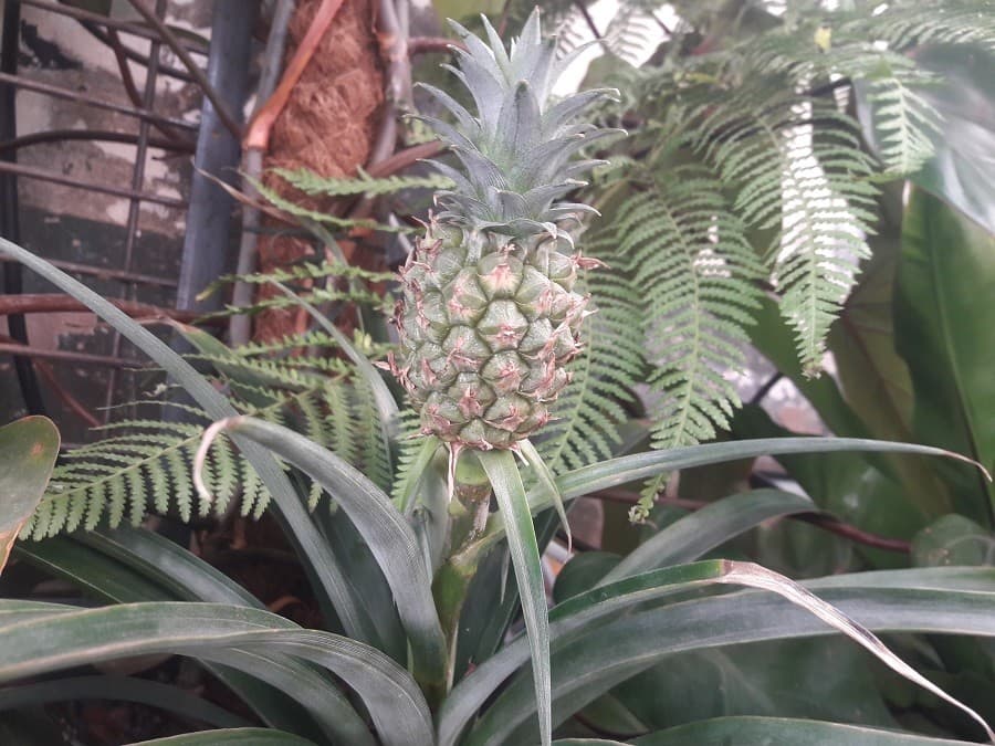 halle tropisme ecosysteme culturel  endroit atypique montpellier