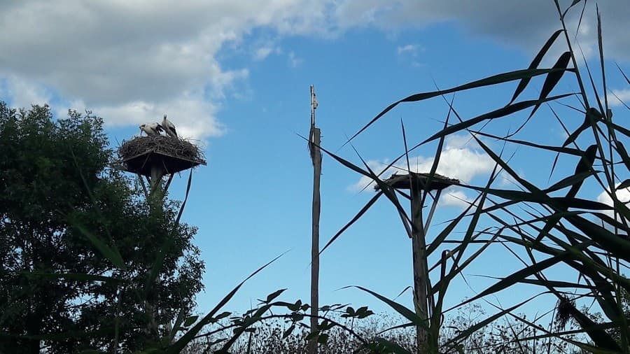 réserve naturelle méjéan balade agglomération montpellier