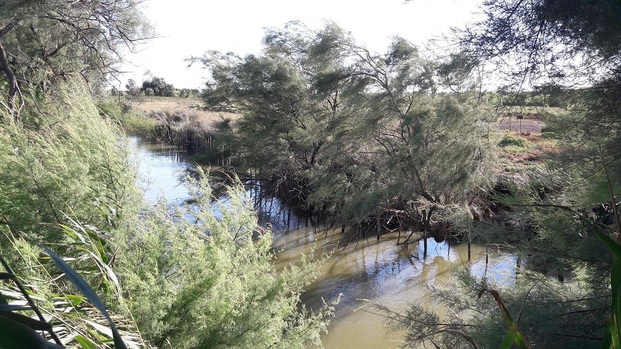 reserve naturelle méjéan étang du méjean