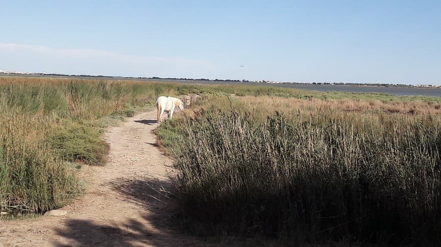 reserve naturelle méjean reserve naturelle hérault