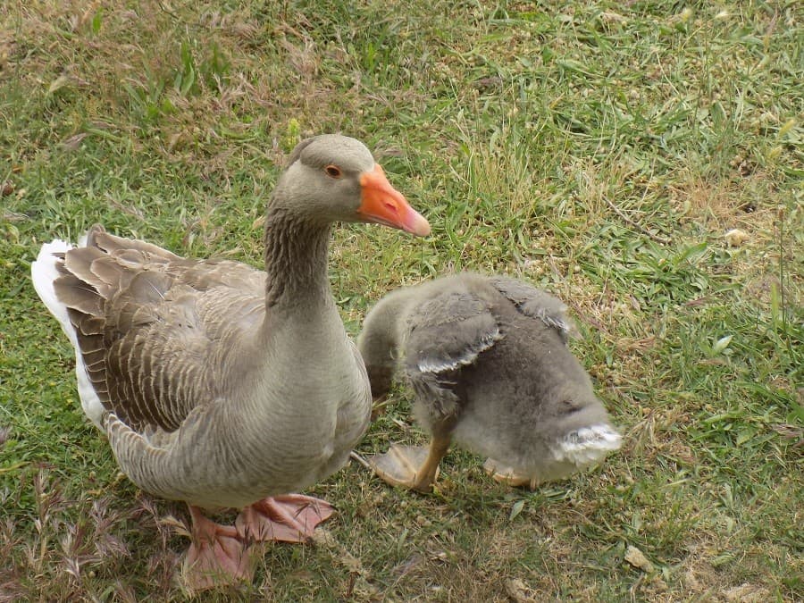 domaine d'oulivie oliveraie oliveraie montpellier