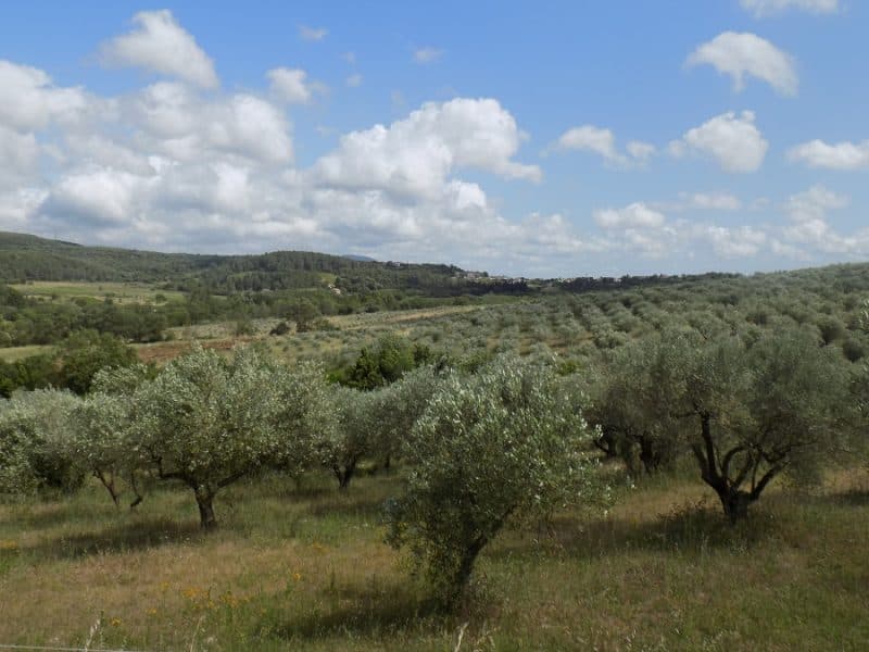 Domaine Oulivie avis hectares d'olivier