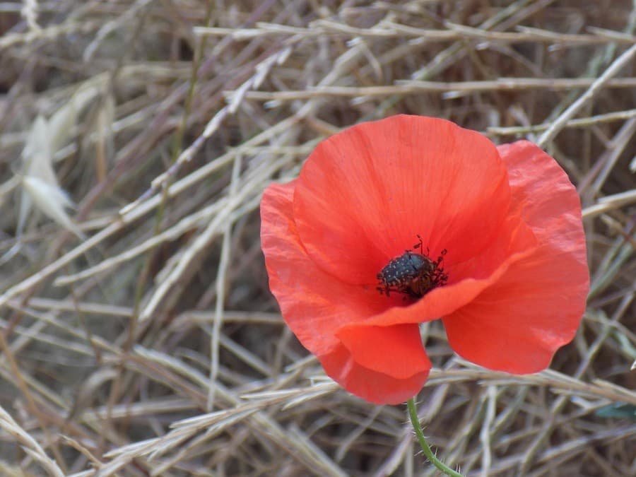 domaine d'oulivie oliveraie huile d'olive montpellier
