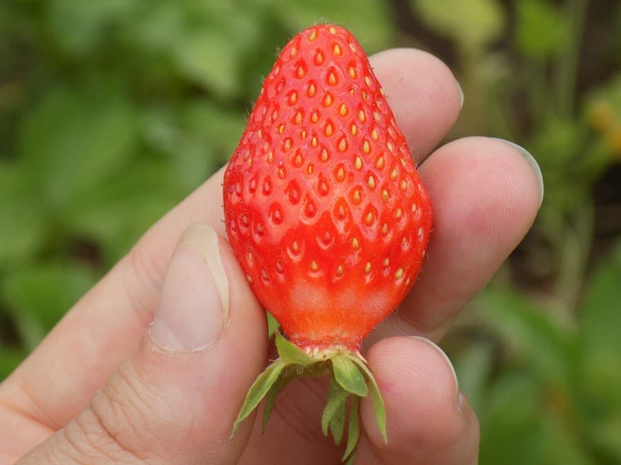 domaine d'oulivie oliveraie vente directe montpellier