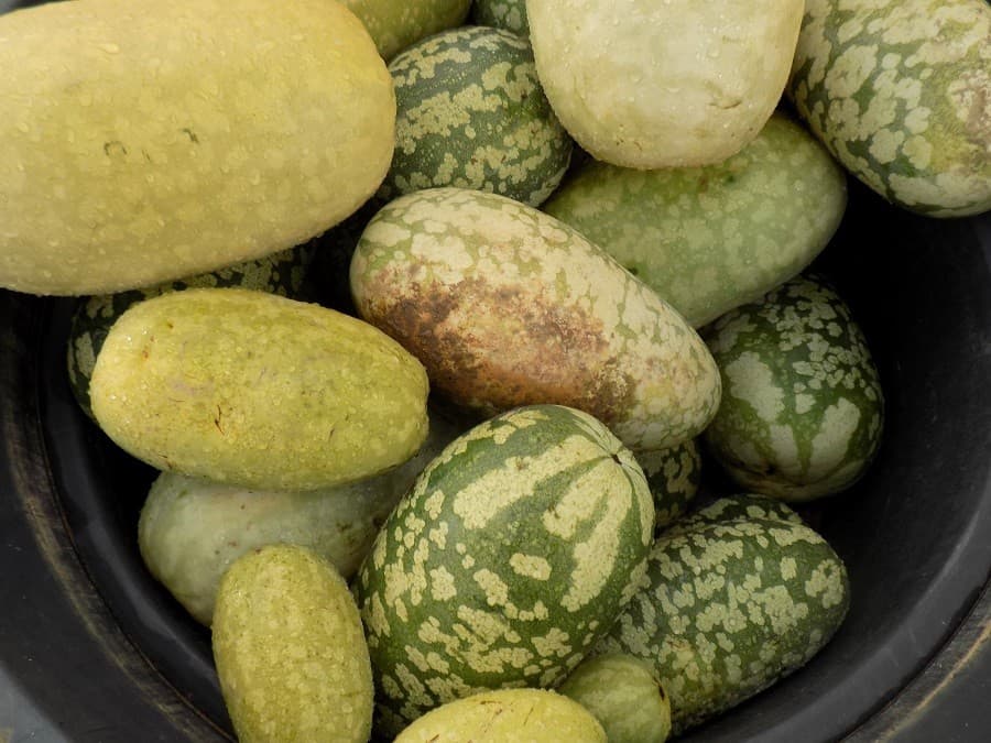 activité en famille près de montpellier