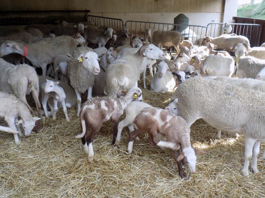 domaine enclos de la croix lansargues domaine hérault