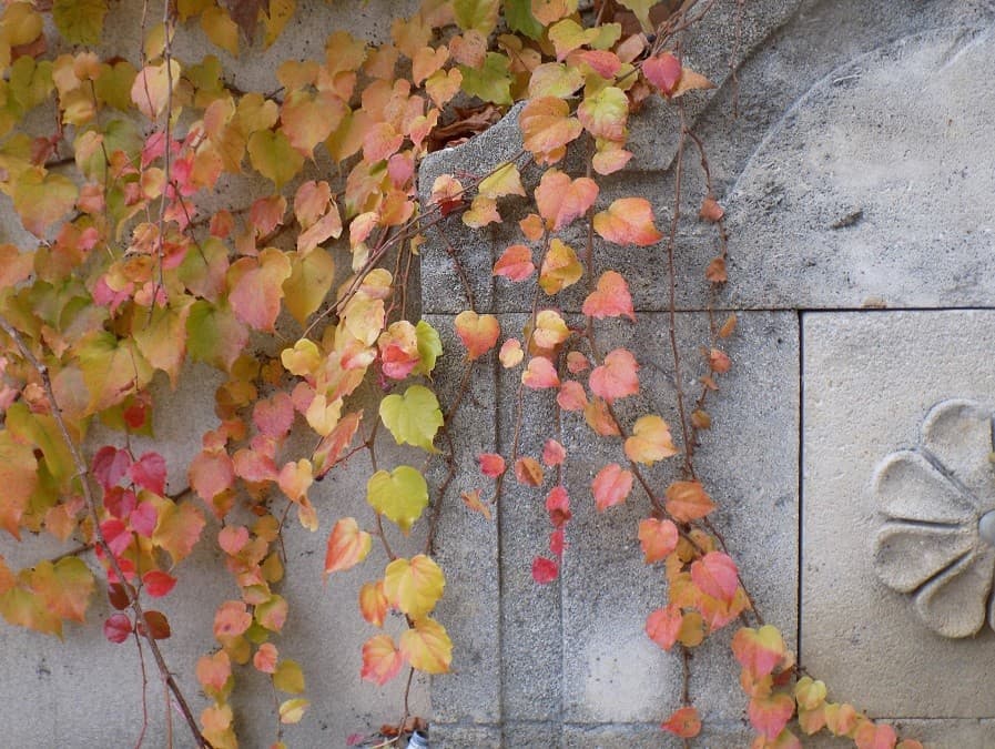 domaine enclos de la croix lansargues domaine enclos de la croix lansargues