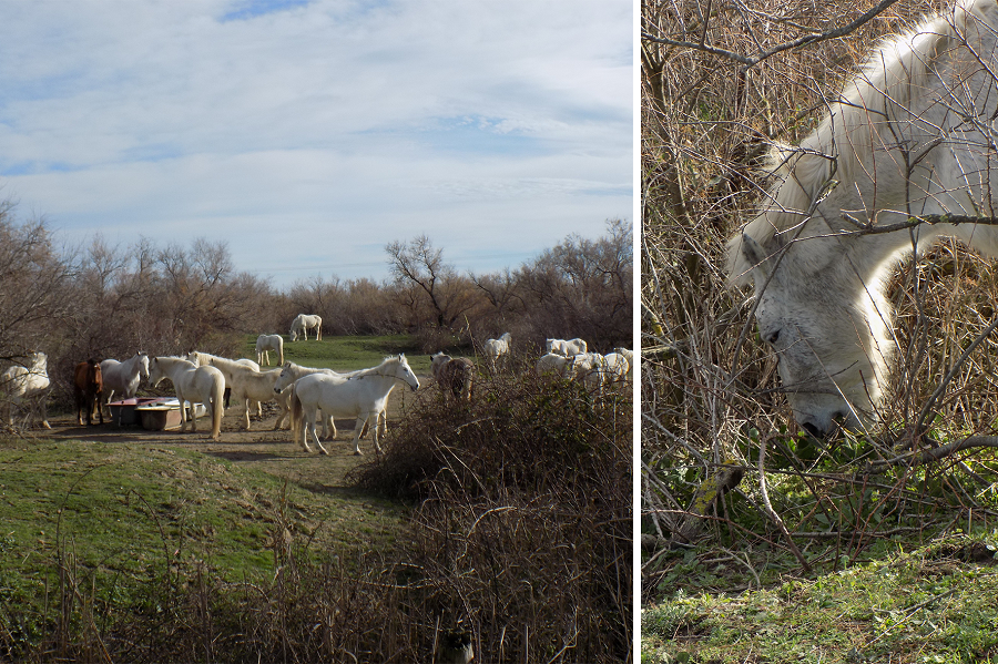 tour du ponant balade randonnée près de montpellier