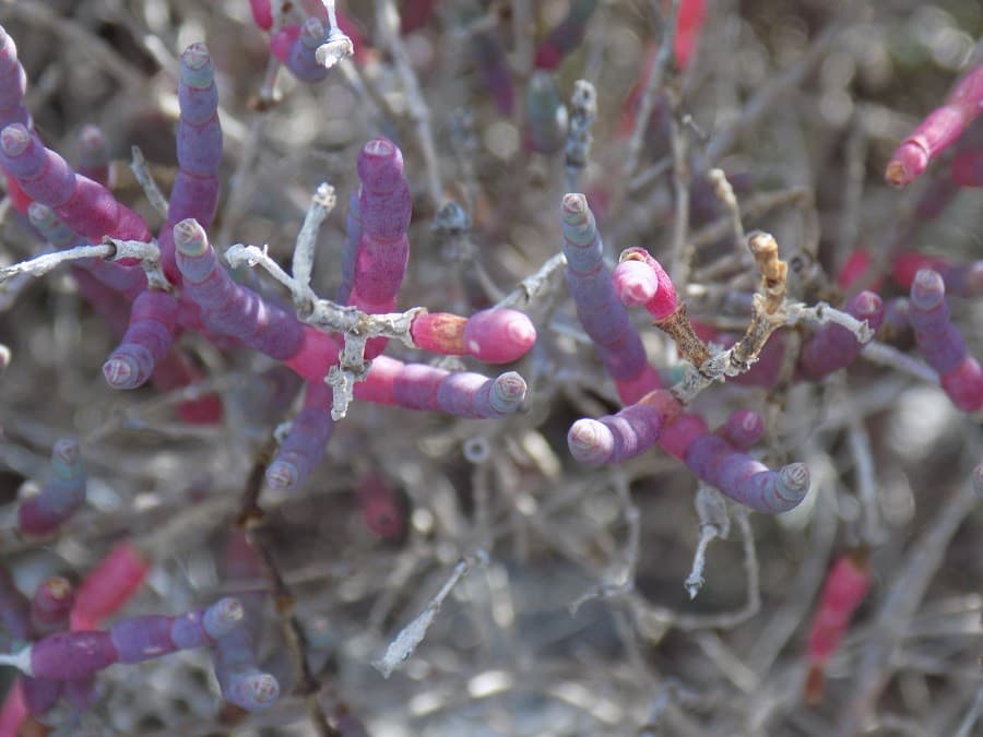 tour du ponant balade activité grande motte