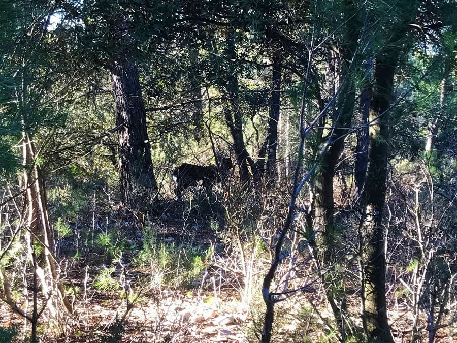 parc coulondres saint gély du fesc sortie nature montpellier