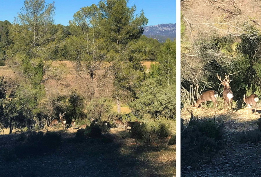 parc coulondres saint gély du fesc parc animalier montpellier