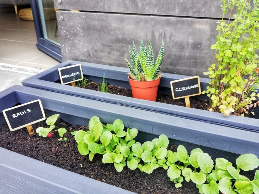 visite virtuelle de montpellier confinement jardin des plantes montpellier