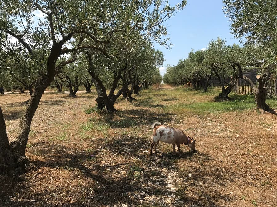 domaine oulive restaurant restaurant circuit court montpellier