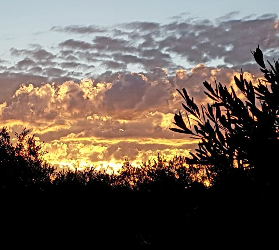 domaine oulivie restaurant oliveraie hérault