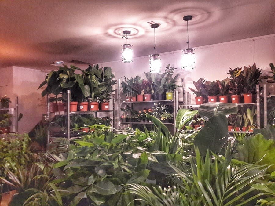 grande vente de plantes montpellier