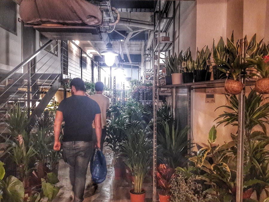 grande vente de plantes montpellier