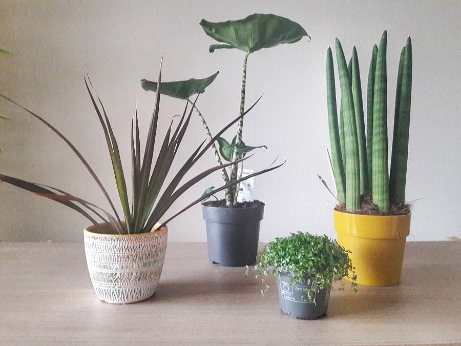 grande vente de plantes montpellier