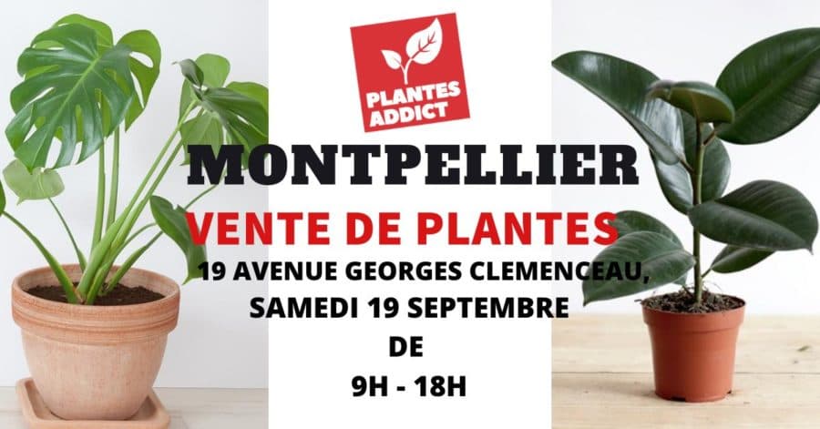 grande vente de plantes montpellier