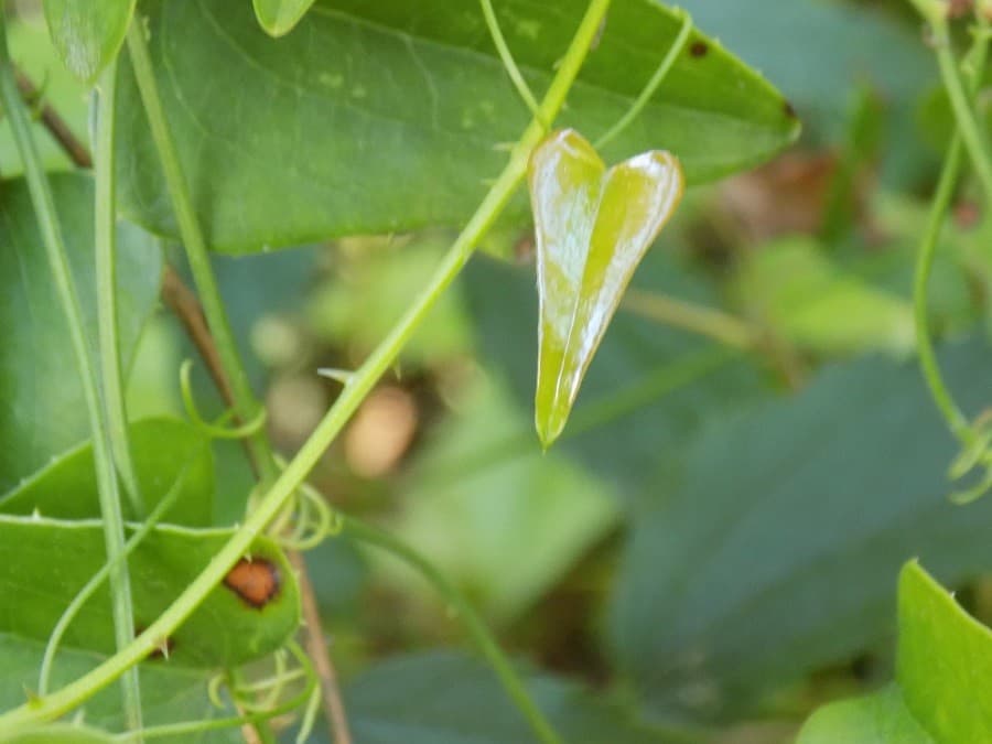 domaine méric avis espece endemiques montpellier