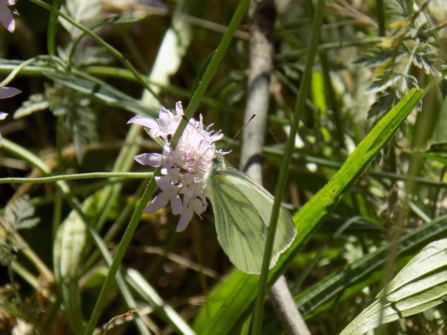 domaine de méric avis endroit vert montpellier
