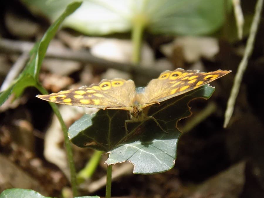 domaine méric avis Coucou toi