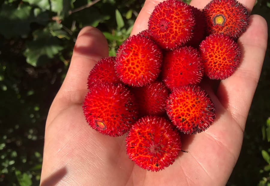 randonnée montpellier arbouses hérault