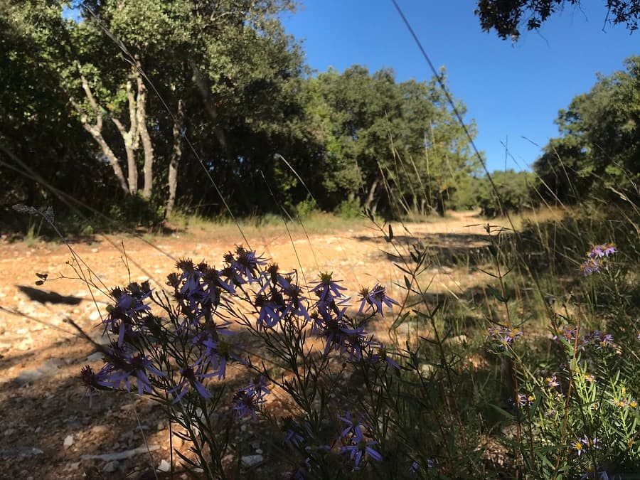 randonnée montpellier randonnée montpellier