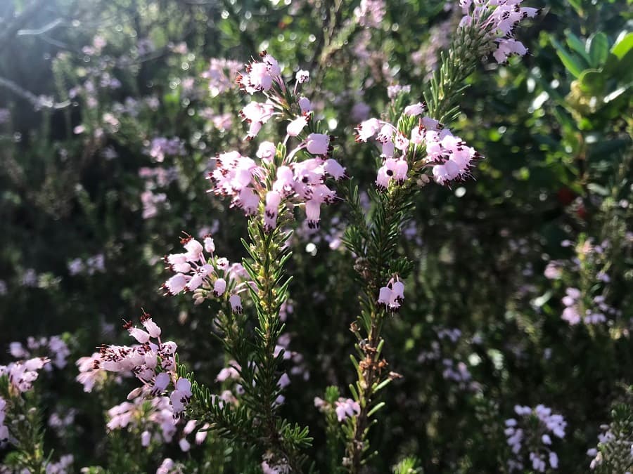 randonnée montpellier promenade à pied autour de montpellier
