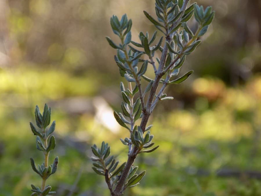 randonnée du bois de Lèque prendre l'air pas loin de montpellier