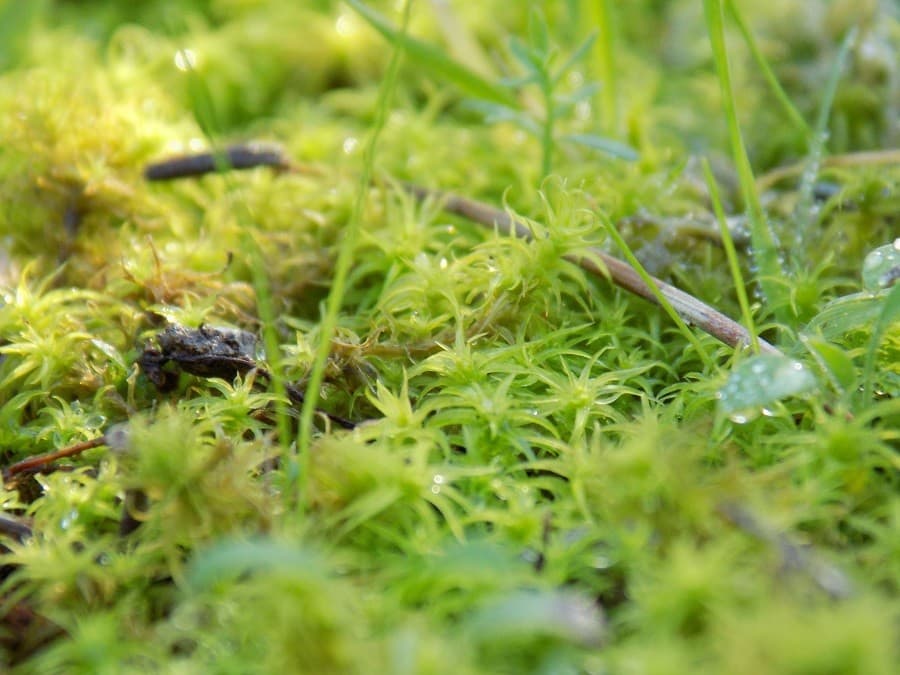 randonnée du bois de Lèque