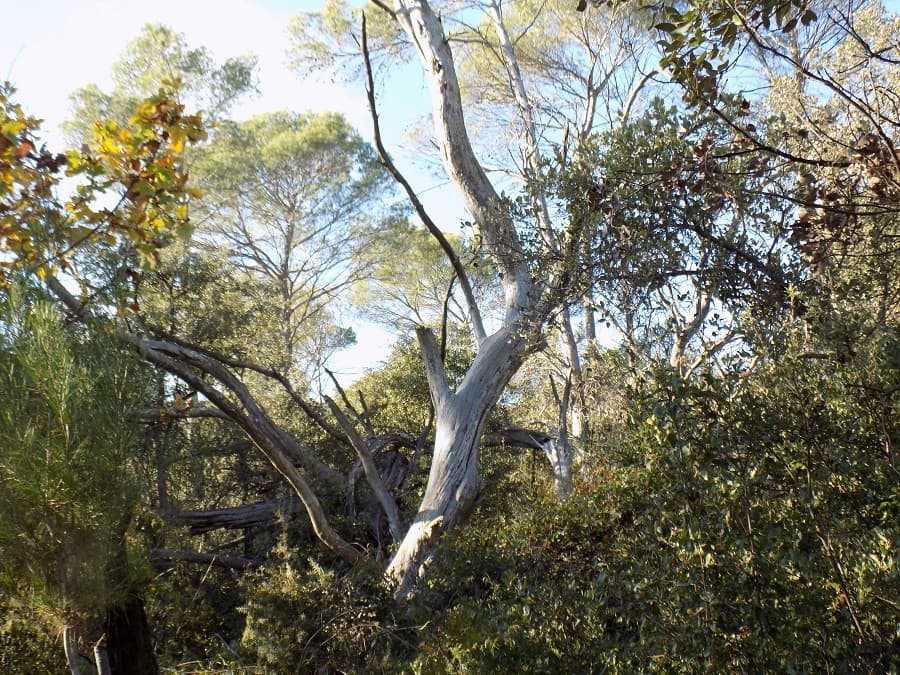 randonnée du bois de Lèque garrigue montpellier