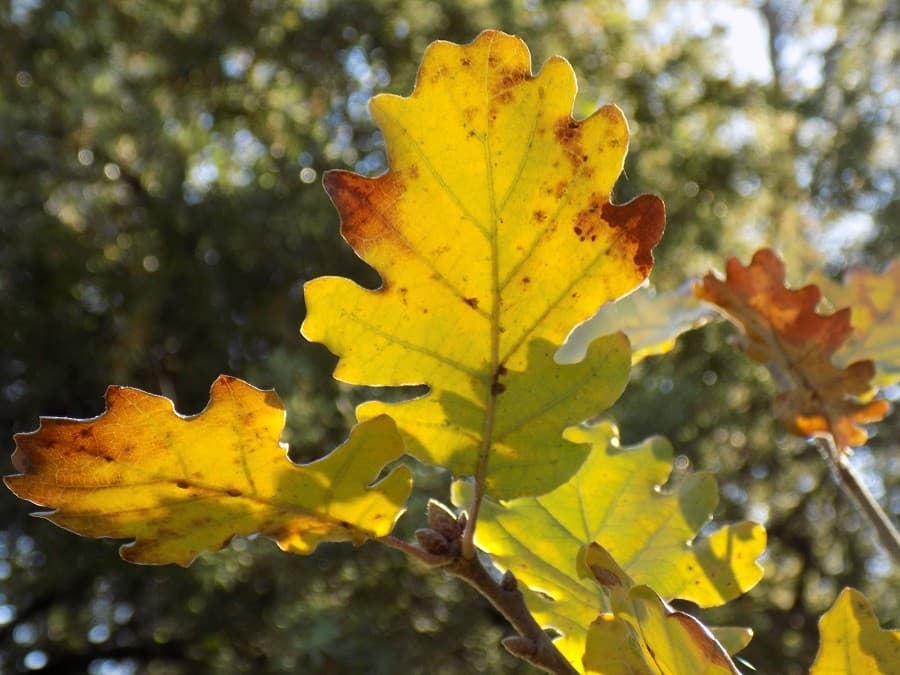 randonnée du bois de lèque randonnée arrière pays montpellierain