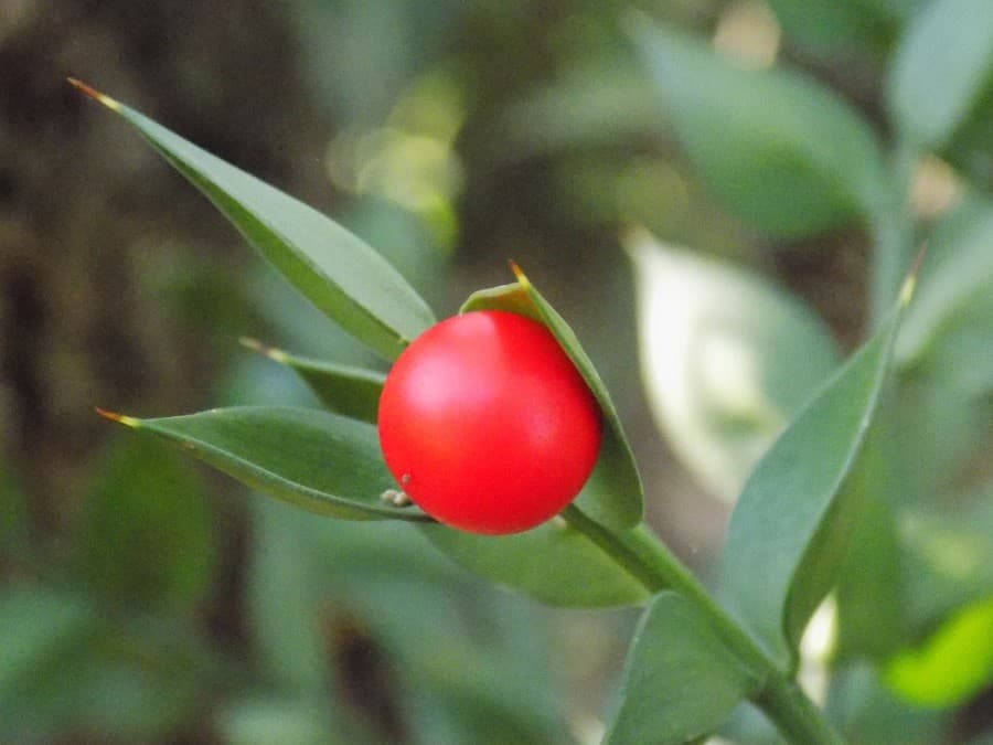 randonnée du bois de Lèque promener près de montpellier