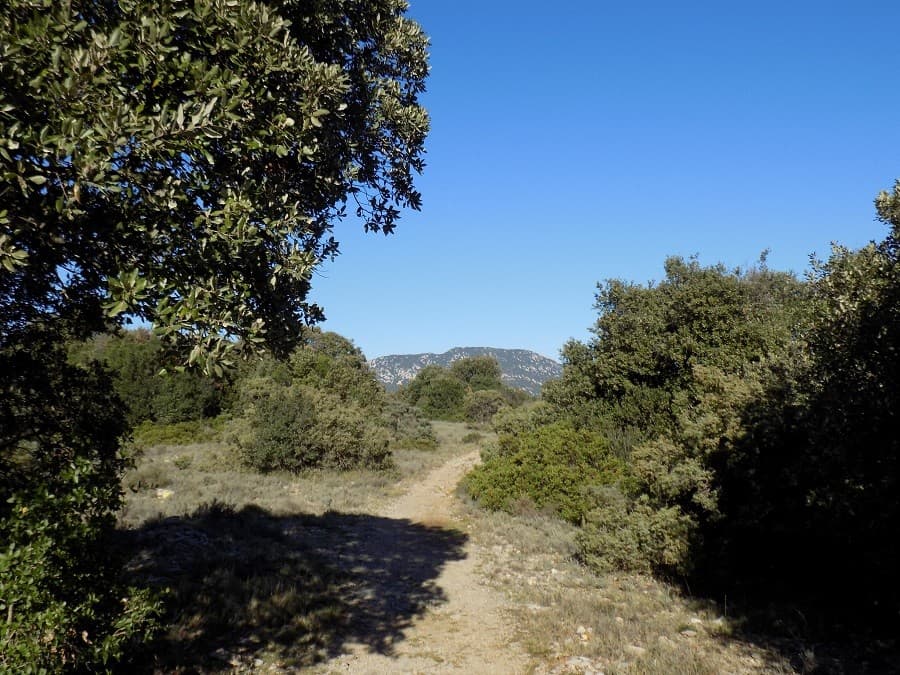 randonnée du bois de Lèque promenade en famille pic saint loup