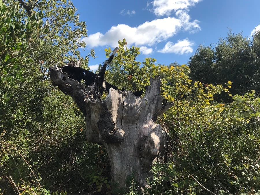 domaine de roussieres herault randonnée hérault