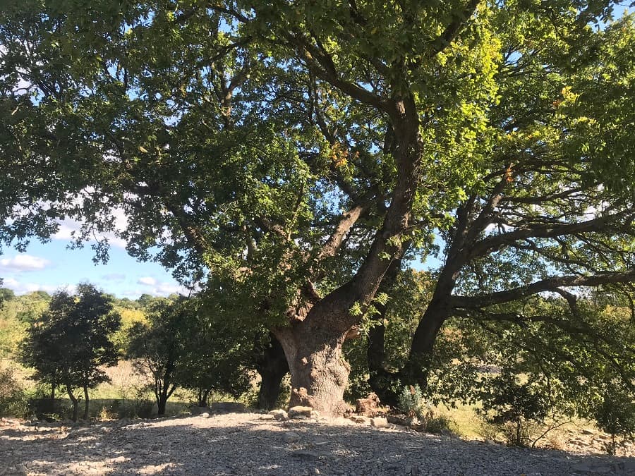 domaine de roussieres herault château de cambous
