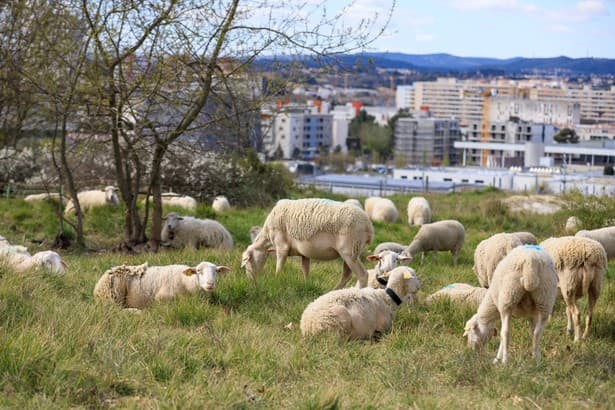 moutons en train de paître dans l'herbe au parc de la Lironde à Port Marianne 