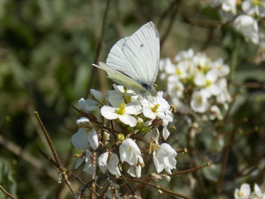 petit marais de Candillargues conservatoire du littoral