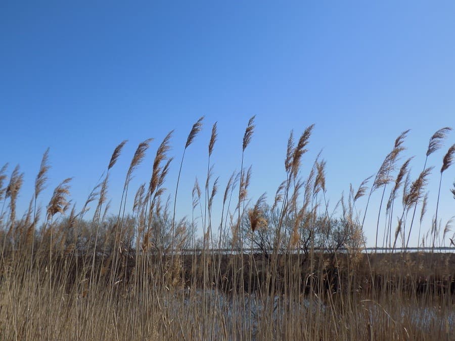 petit marais de Candillargues roselieres sansouires montpellier