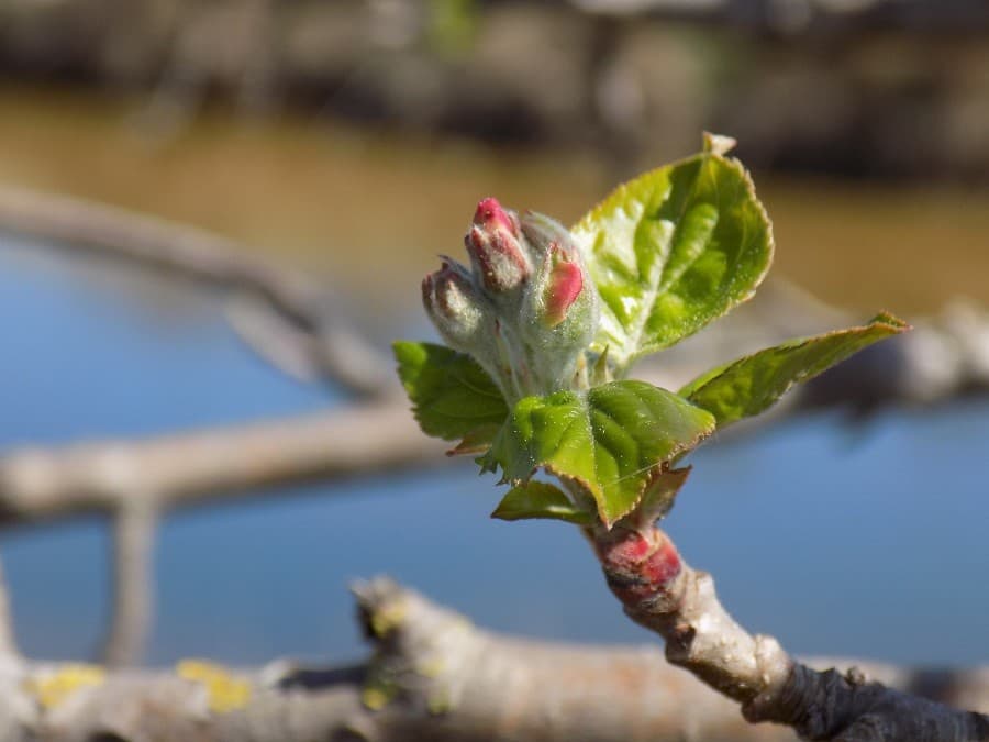petit marais de Candillargues