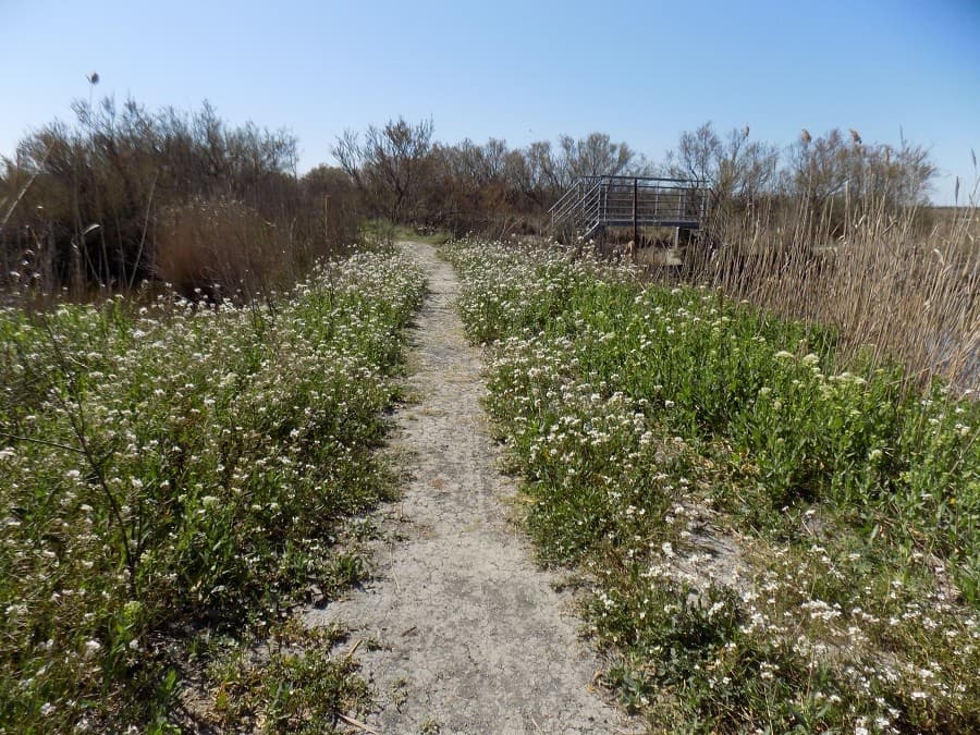 petit marais de Candillargues site naturel protégé hérault